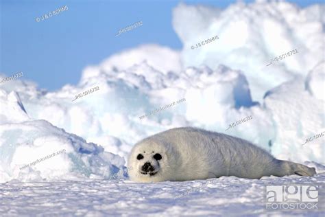 Harp Seal Saddleback Seal Pagophilus Groenlandicus Phoca Groenlandica Seal Pup On Pack Ice