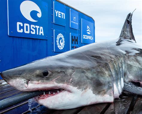 Meet Scot A 1 600 Pound Great White Shark Swimming Around Florida