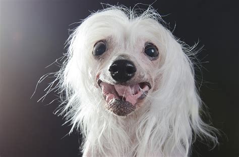 Sophie Gamand cria série fotográfica de cães sem pelos Portal do Dog