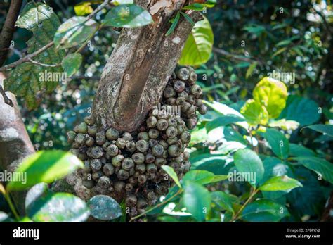 View Of Cluster Fig Tree Ficus In Kinabalu National Park Sabah