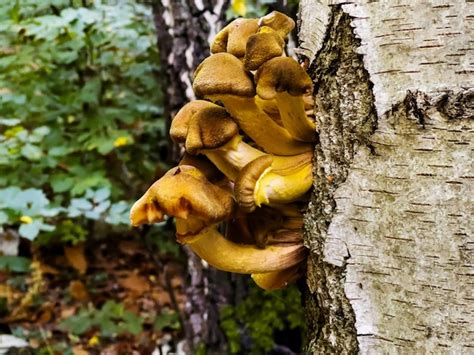 Premium Photo Fungus Armillaria Or Honey Mushrooms Cluster Close Up