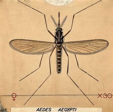 Anopheles And Aedes