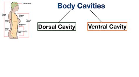 Body Cavities Labeled Organs Membranes Definitions Diagram And