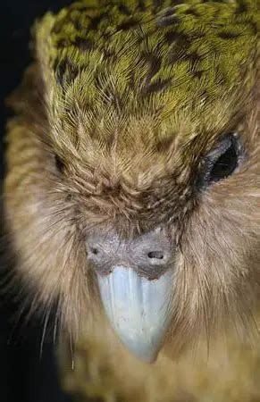 Kakapo | The Animal Facts