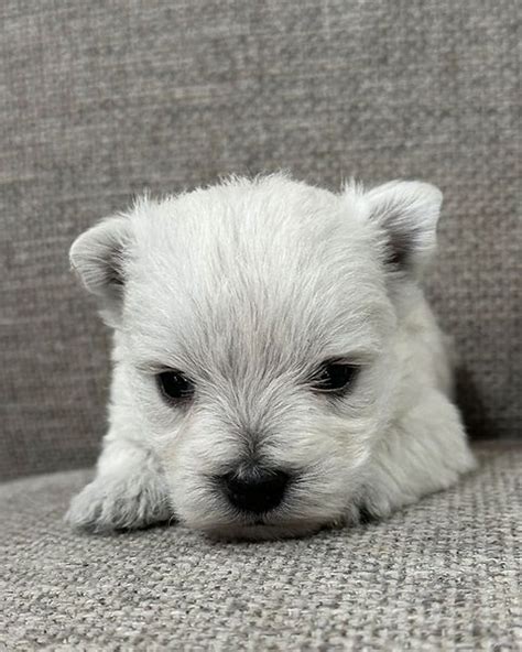 Westie Puppies For Sale | The West Acres | Westie Breeder | Westie puppies, Westie puppies for ...