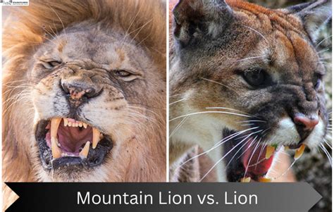 Mountain Lion Vs. Lion | 11 Key Differences - WildLifeGrow