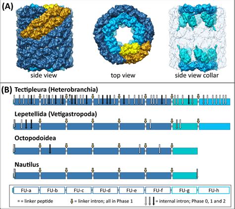 Molluscan Hemocyanin Molecules And Genes A Typical Gastropod