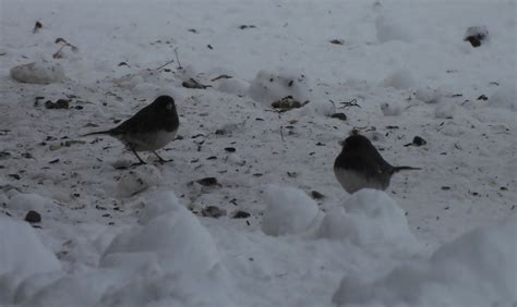 Early Birding Revisited At Cranbrook Circle North And Fort Steele