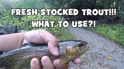 The Best Bait For Fresh Stocked Trout Fall Trout Fishing 101