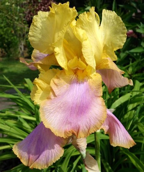 Iris Germanica Sunset Sky Rasadnik Mihalek