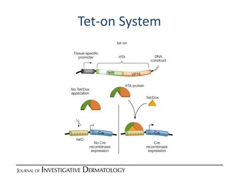 Ppt Research Techniques Made Simple Gene Knockout In Mice Powerpoint