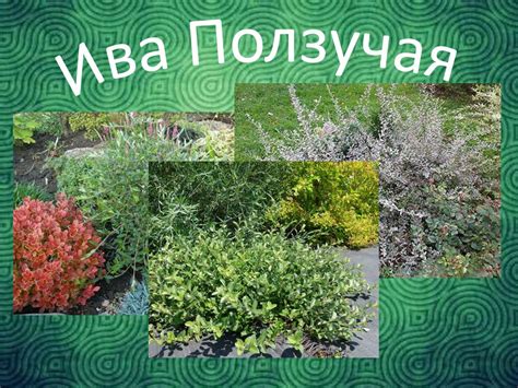 Дерево ива - презентация онлайн