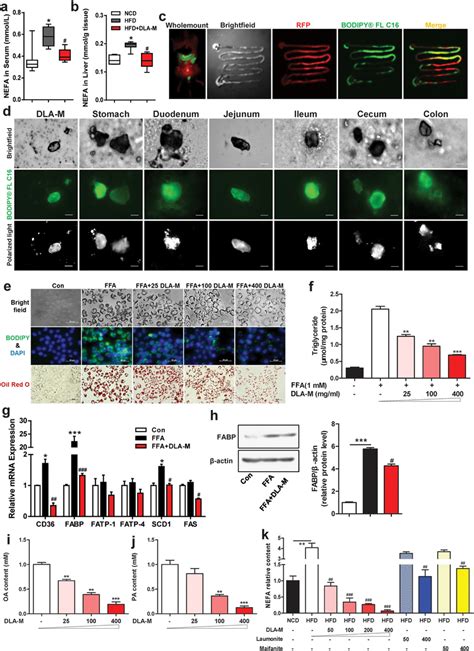 Dla M Absorbs Ffa And Prevents Hepatic Steatosis Box Plots Of The Nefa Download Scientific