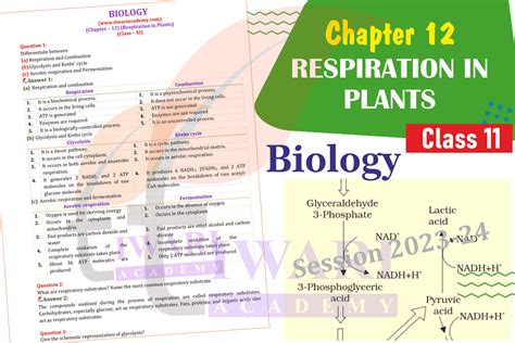 NCERT Solutions For Class 11 Biology Chapter 12 Respiration In Plants