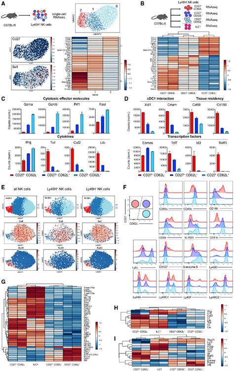 Figure 3 From Fate Mapping Of Single Nk Cells Identifies A Type 1 Innate Lymphoid Like Lineage