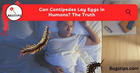 Can Centipedes Lay Eggs In Humans The Truth Bugstips