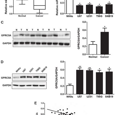 MiR 342 Is Downregulated In Human Glioma Cancer Tissues And Glioma Cell