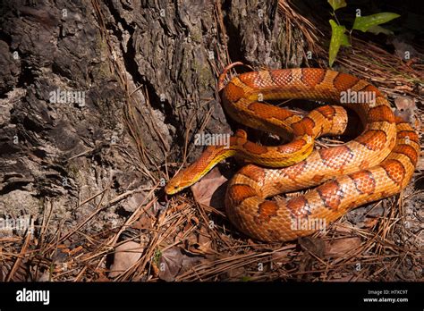 Cornsnake Elaphe Guttata Native To The Eastern United States Stock