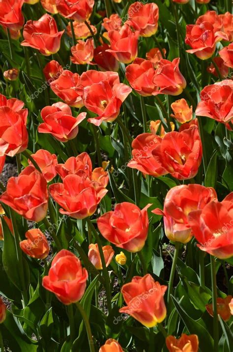 Campo De Tulipanes Rojos Campo De Flores De Tulipanes De Colores En