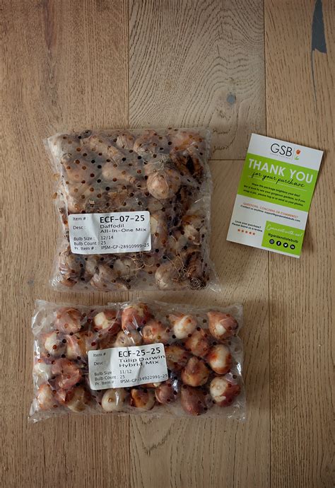 bulbs    plant  freshman gardener