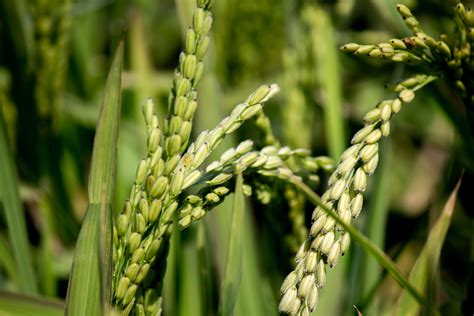 Riso Il Numero Dei Fiori Passa Dallo Spegnimento Dei Geni Agronomia