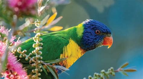 Australian Wildlife Arrival Birds In The Yard The Bribie Islander