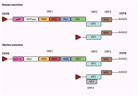 Genomic Structure Of Norovirus Biorender Science Templates