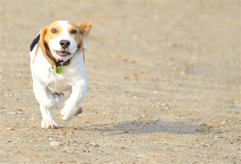 images puppy hunting pet family friend dog breed dog