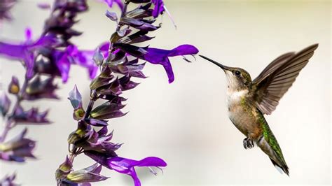 All The Ways Shrubs Become A Safe Haven For Birds In Your Yard