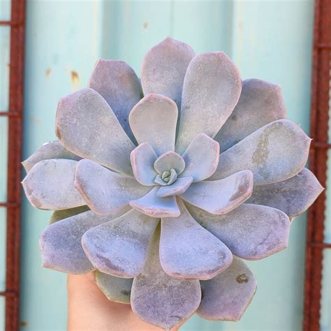 Echeveria Asante Sana Giromagi Cactus And Succulents