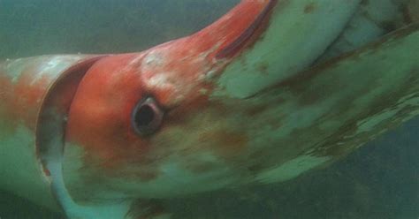 Almanac The Giant Squid Cbs News