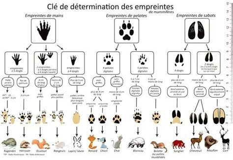 Reconna Tre Les Empreintes Des Animaux D Europe Hortus Deliciarum