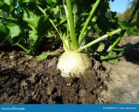 Harvesting White Radish In Natural Conditions Fresh Vegetable Stock