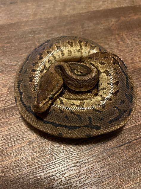 Leopard Pinstripe Het Lavender Het Pied Ball Python By Reptibuy