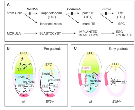 The Role Of Elf5 In The Ts Cell Lineage And The Effects Of Its Absence Download Scientific