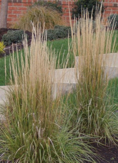 X Calamagrostis Acutiflora Karl Foerster Struisriet Pot X