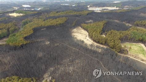 강원산불 한달 ⑤ 잿더미 산림 건강한 숲으로수종선택 등 난제 산적 연합뉴스