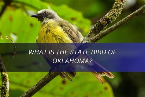 What is the State Bird of Oklahoma? Discover the Scissor-tailed ...