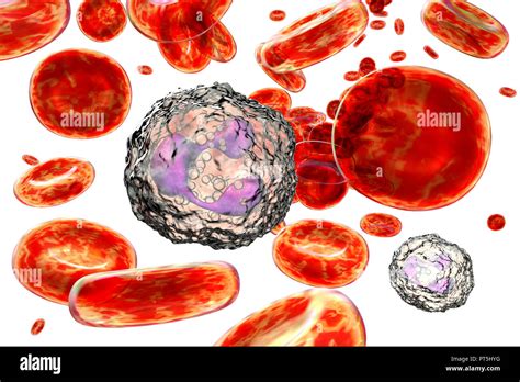 Neutrophil white blood cells, computer illustration. Neutrophils are ...