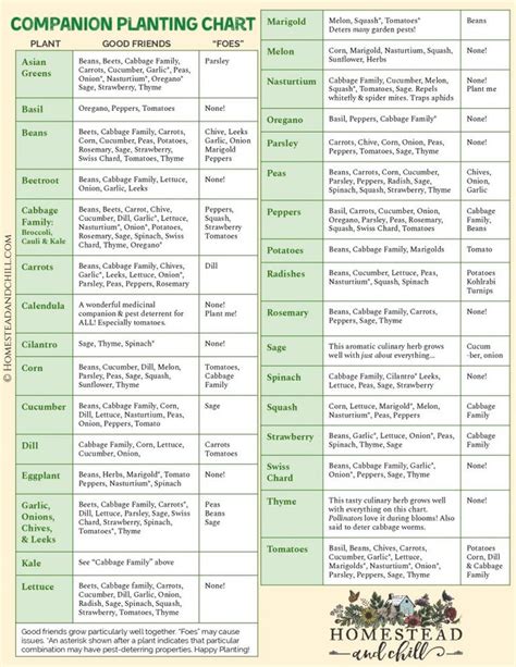 Companion Planting List Guide