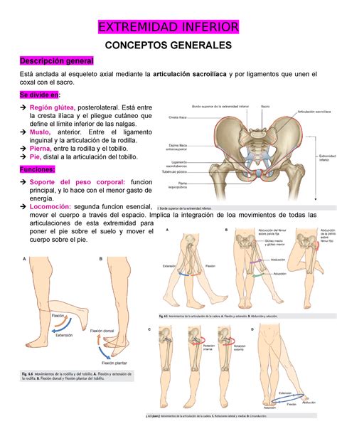 Extremidad Inferior Generalidades Extremidad Inferior Conceptos