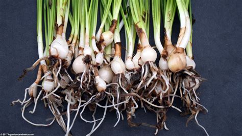 Dwarf Onion Plant Care: Size, Bulb, Roots & Planting