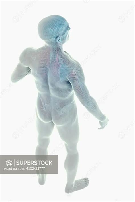 model showing  anatomy   entire human body superstock