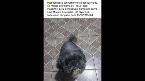 Cachorro Thor desapareceu no bairro Novo Milênio CGN O maior portal