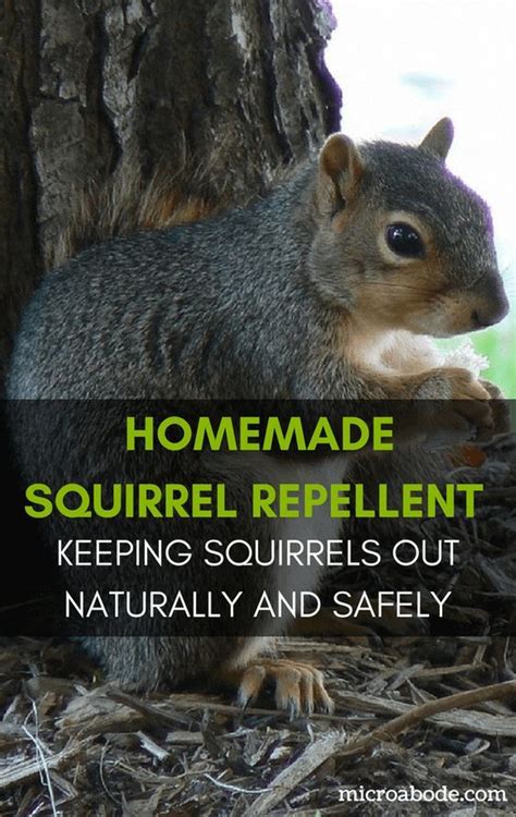 Homemade Squirrel Repellent Keeping Squirrels Out Naturally And Safely Natural Repellent Get