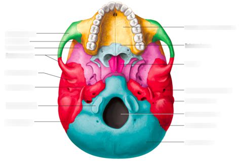 Skull Anatomy - Inferior View Diagram | Quizlet