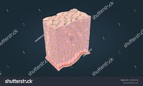 Nonkeratinized Stratified Squamous Epithelium Consists Cells Stock ...