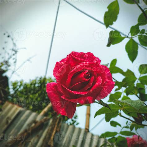 flower red rose tree nature beautiful 24952535 Stock Photo at Vecteezy