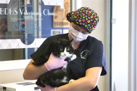 Low Cost Spay And Neuter Clinic Reopens To Cats Only Tbnewswatch