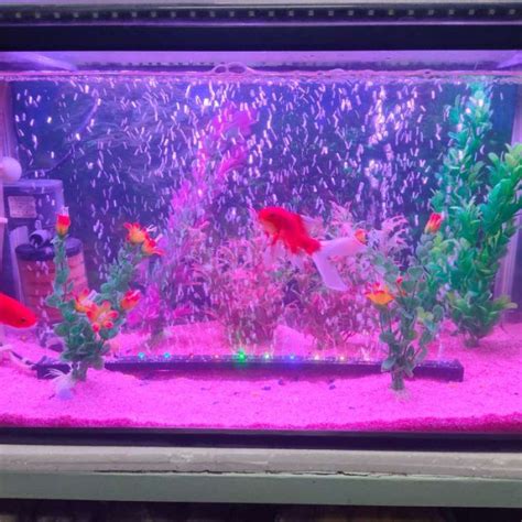 Jual Lampu Aquarium LED Murah Cosmo CS L 200 20cm Di Seller Retail Indo